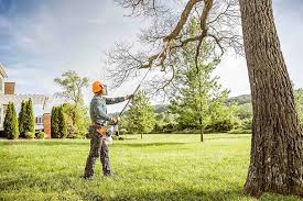 Best Tree and Shrub Care  in Del Aire, CA