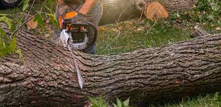 Best Stump Grinding and Removal  in Del Aire, CA